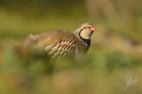 Orebice ruda - Alectoris rufa - Red-legged Partridge 2681